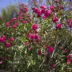 La Plaja Tatil Evi Cefalù